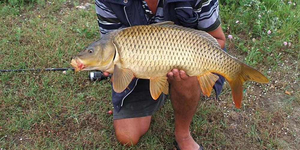 Camping Vendée avec étang de pêche