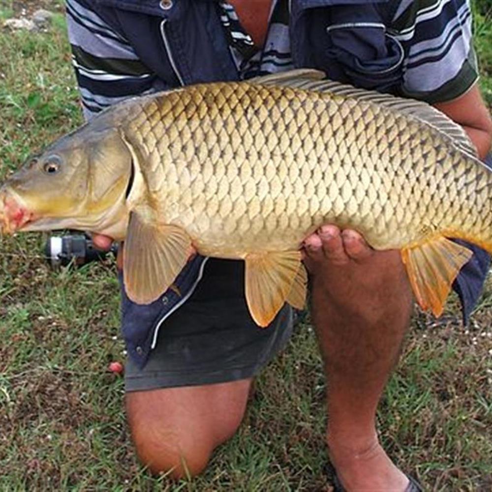 Pêche Vendée